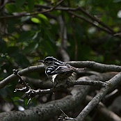 Black-and-white Warbler, South Padre island, Texas